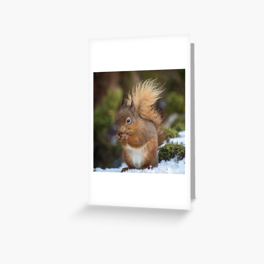 Item preview, Greeting Card designed and sold by davecurrie.