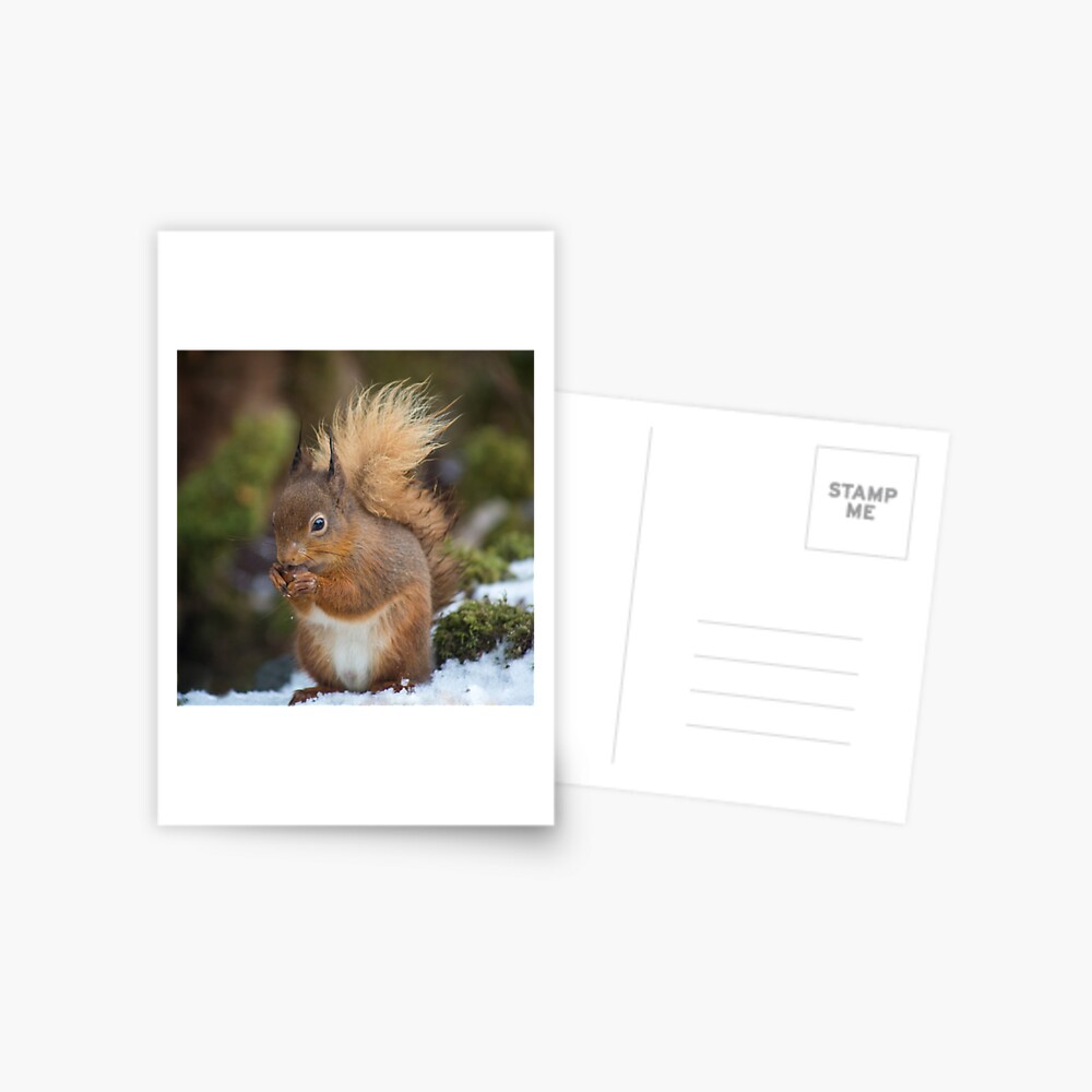 Item preview, Postcard designed and sold by davecurrie.