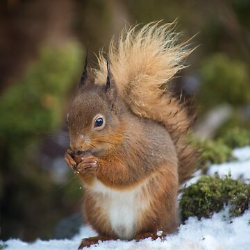Artwork thumbnail, Galloway Forest Park Red Squirrel #2 by Dave Currie