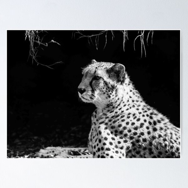 Item preview, Leopard  designed and sold by lauragatesphoto.