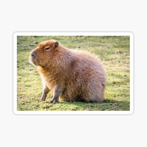 Item preview, Capybara designed and sold by JEZ22.