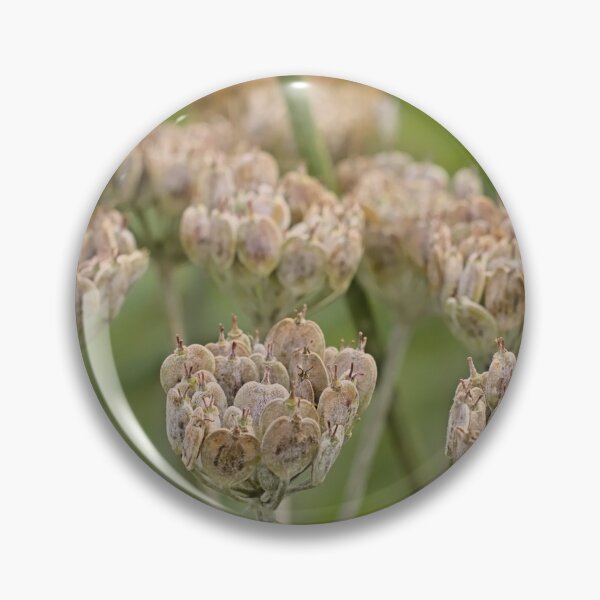 Item preview, Seedpods of an overblown Hogwood plant designed and sold by xophotography.