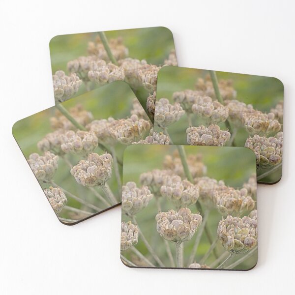 Item preview, Seedpods of an overblown Hogwood plant designed and sold by xophotography.