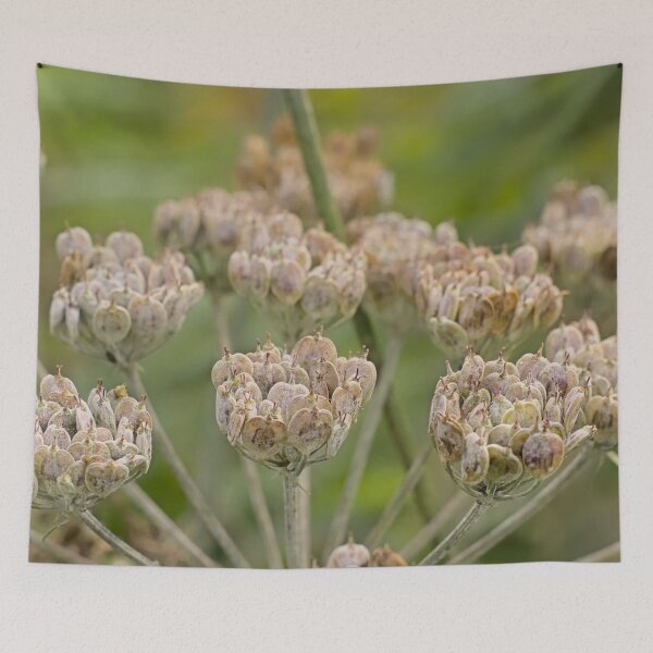Item preview, Seedpods of an overblown Hogwood plant designed and sold by xophotography.