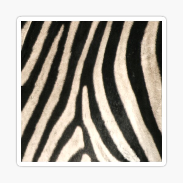 Zebra Print. Safari Animal Lovers Decor. Sticker