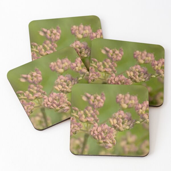 Item preview, Seedpods of a wild chervil plant designed and sold by xophotography.