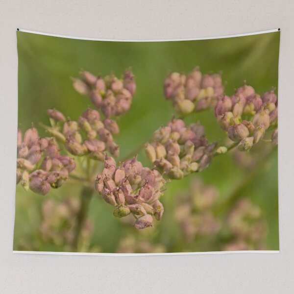 Item preview, Seedpods of a wild chervil plant designed and sold by xophotography.