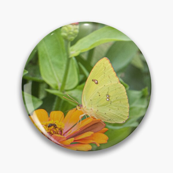 Item preview, Alfalfa Butterfly designed and sold by KensLensDesigns.
