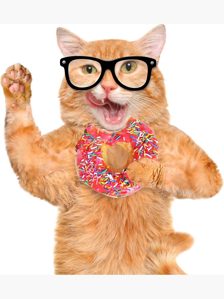 cat eating donut