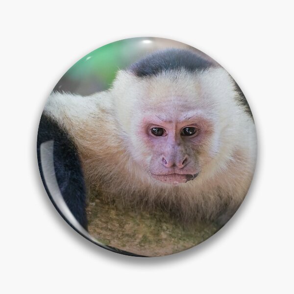 Item preview, White headed capuchin monkey - Costa Rica designed and sold by Ulysse Pixel.