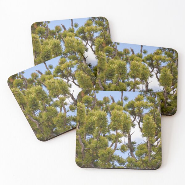 Item preview, Close up of Bristlecone Tree designed and sold by photosbyalexis.