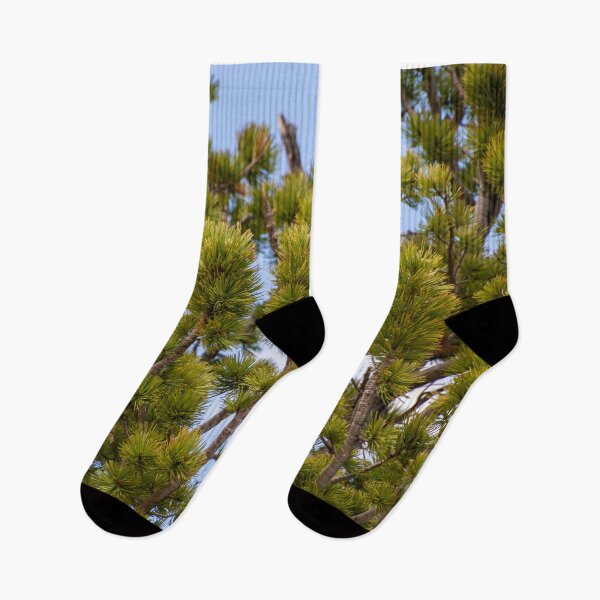 Item preview, Close up of Bristlecone Tree designed and sold by photosbyalexis.