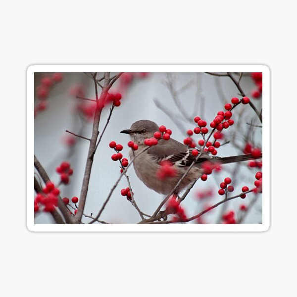 Item preview, Mockingbird in the berry bush designed and sold by Linda Crockett.