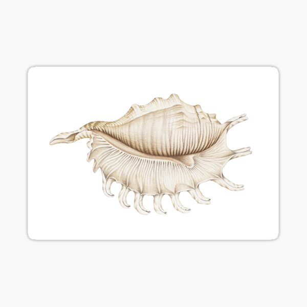 Spider Conch Shell in Coloured Pencil Sticker