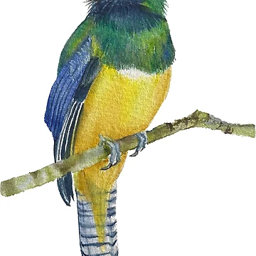 Artwork thumbnail, Yellow Bellied Trogon by JavaLisa