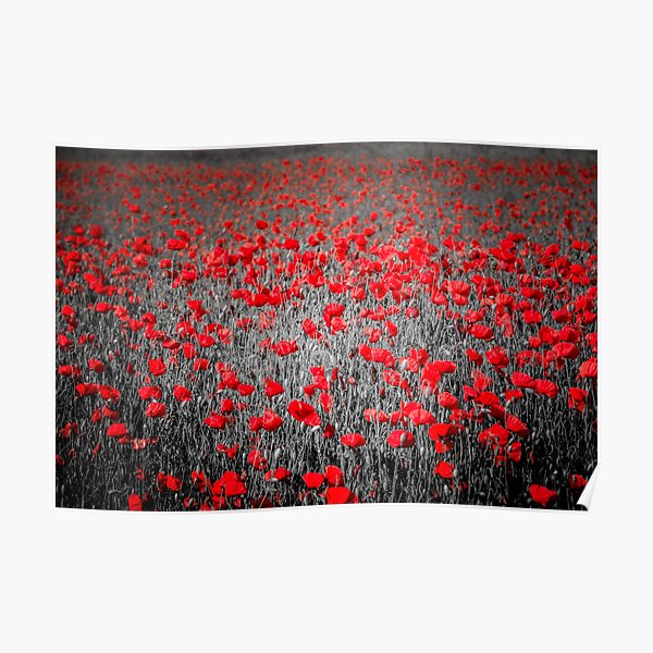 Poppy field and black and white background Poster