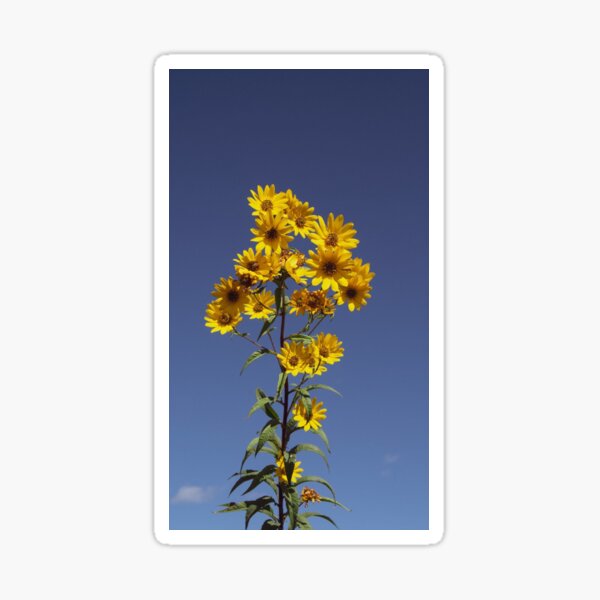 Yellow Sticker