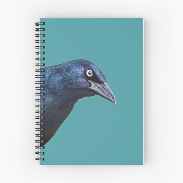 Item preview, Brewer's Blackbird or Common Grackle (2) designed and sold by Banjoboy Art.