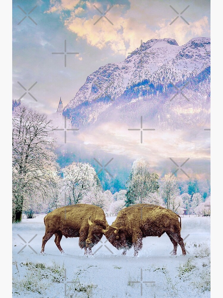 Bison Fighting in Snow Buffalo Art by gedfay