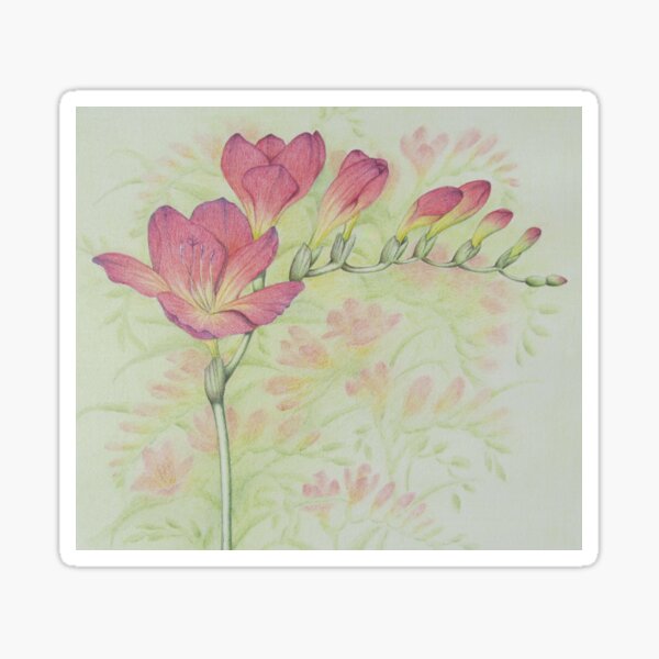 Red Freesia Flower Sprig in Coloured Pencil Sticker
