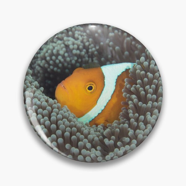 Item preview, White-bonnet Anemonefish designed and sold by Mark Rosenstein.