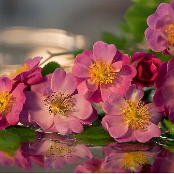 Artwork thumbnail, Theano Roses by Maria Draper