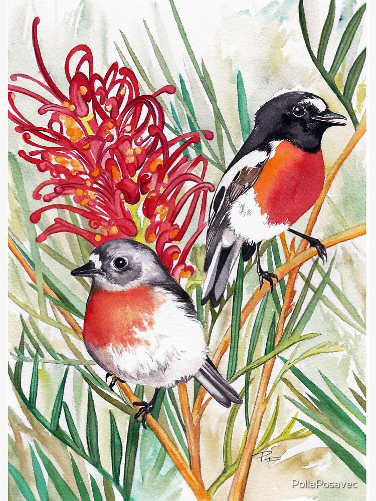 ORIGINAL Robin Watercolour saving Painting, Australian Scarlet Robin, Watercolour Birds