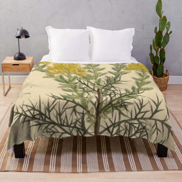Item preview, Genista hispanica 139 8528 designed and sold by EsotericBotanic.