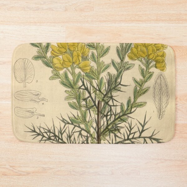Item preview, Genista hispanica 139 8528 designed and sold by EsotericBotanic.
