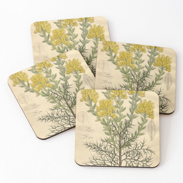 Item preview, Genista hispanica 139 8528 designed and sold by EsotericBotanic.