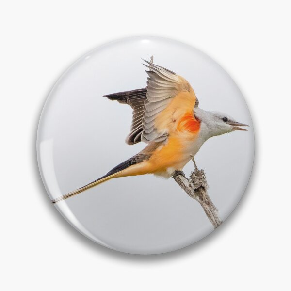 Item preview, Scissor Tailed Flycatcher designed and sold by SuddenJim.