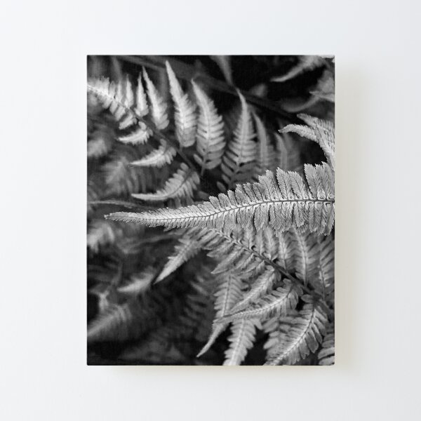Fern Black & White Canvas Mounted Print