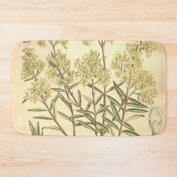 Item preview, Curtis's botanical magazine (Tab. 8123) (9600849560) designed and sold by EsotericBotanic.