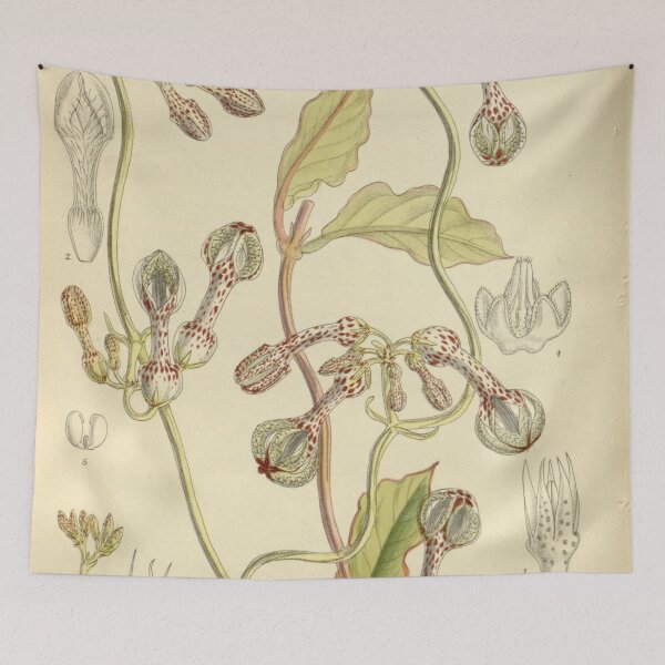 Item preview, Ceropegia thorncroftii 138 8458 designed and sold by EsotericBotanic.