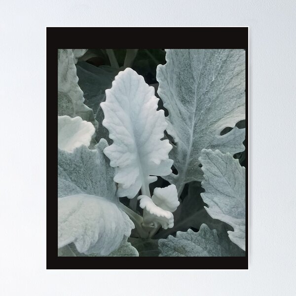 Item preview, Dusty Miller Plant Design designed and sold by marvacousins246.