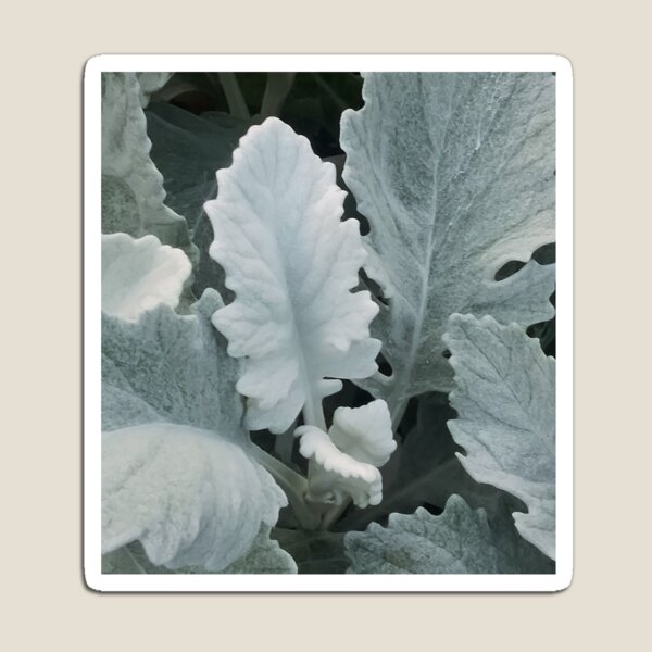 Item preview, Dusty Miller Plant Design designed and sold by marvacousins246.
