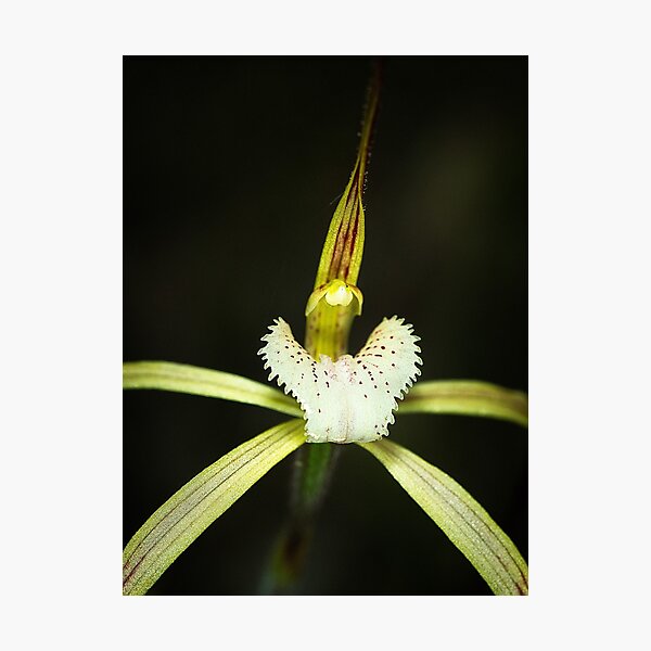 Yellow Spider Orchid Photographic Print