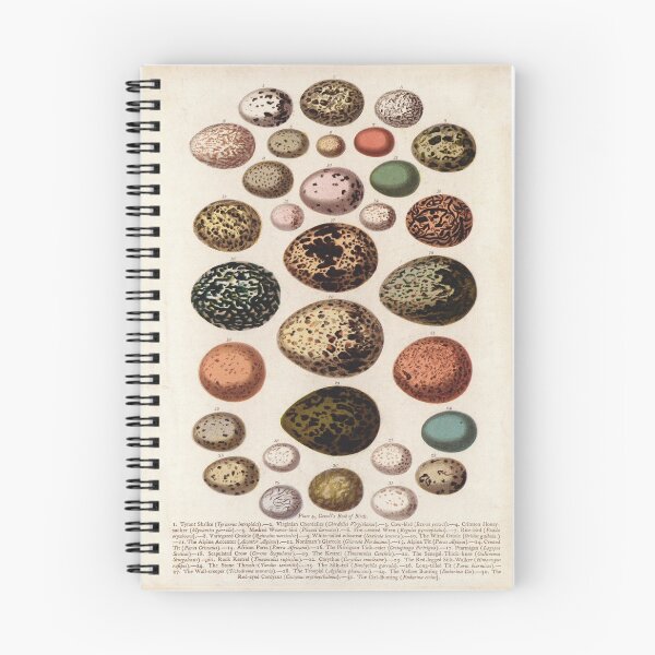Item preview, Bird's eggs 01 - Cassell's book of birds - vintage zoology print 1869 designed and sold by Gardenlibrary.
