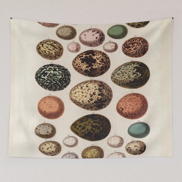 Item preview, Bird's eggs 01 - Cassell's book of birds - vintage zoology print 1869 designed and sold by Gardenlibrary.