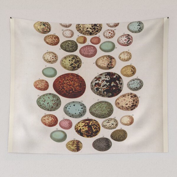 Item preview, Bird's eggs 02 - Cassell's book of birds - vintage zoology print 1869 designed and sold by Gardenlibrary.