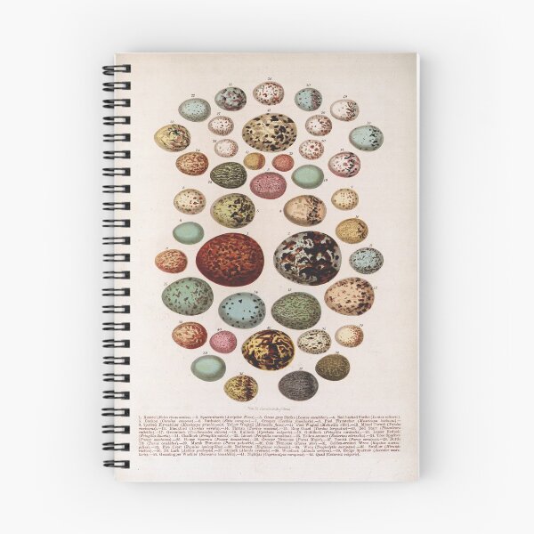 Item preview, Bird's eggs 02 - Cassell's book of birds - vintage zoology print 1869 designed and sold by Gardenlibrary.