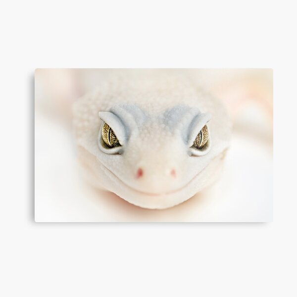 Albino gecko welcome Metal Print