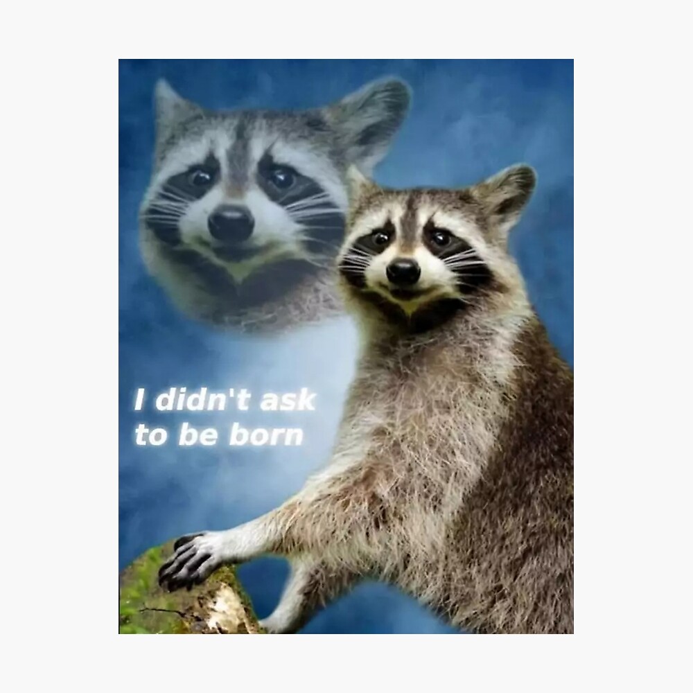 I Didn T Ask To Be Born Raccoon Meme Metal Print By Tjb22 Redbubble