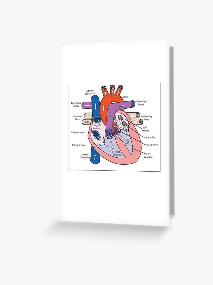 partes del corazón etiquetadas