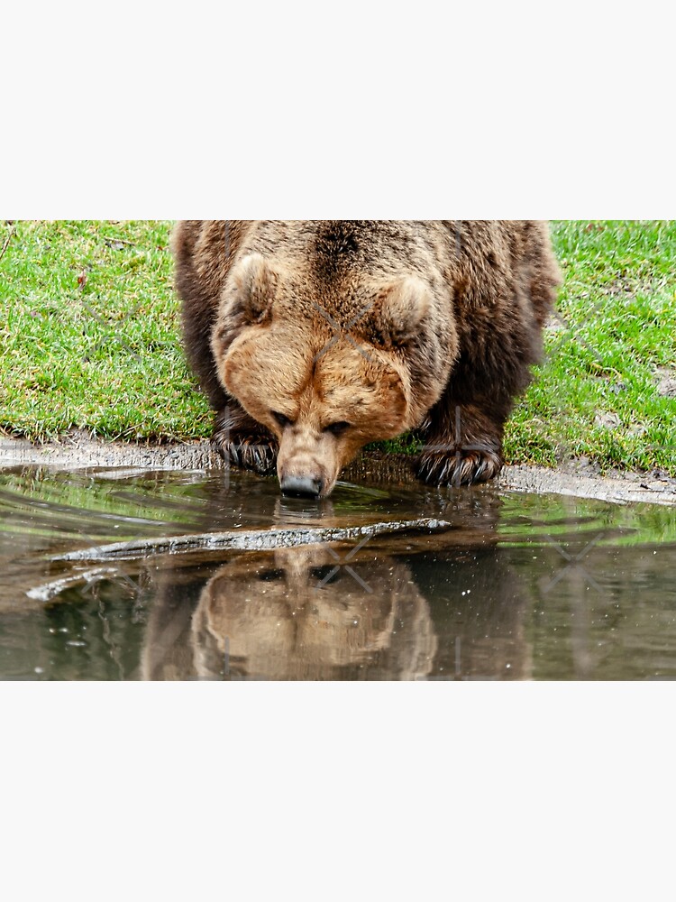 Reflections on The Bear