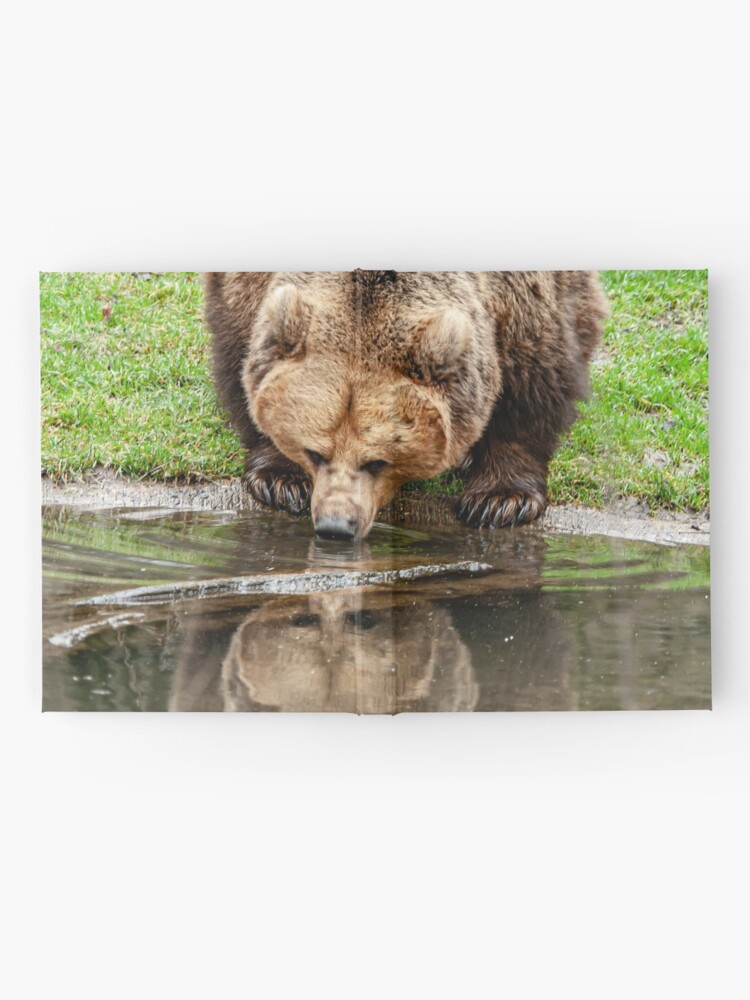 Reflections on The Bear