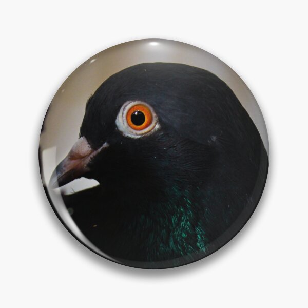Black Pigeon, Orange eyes Pin