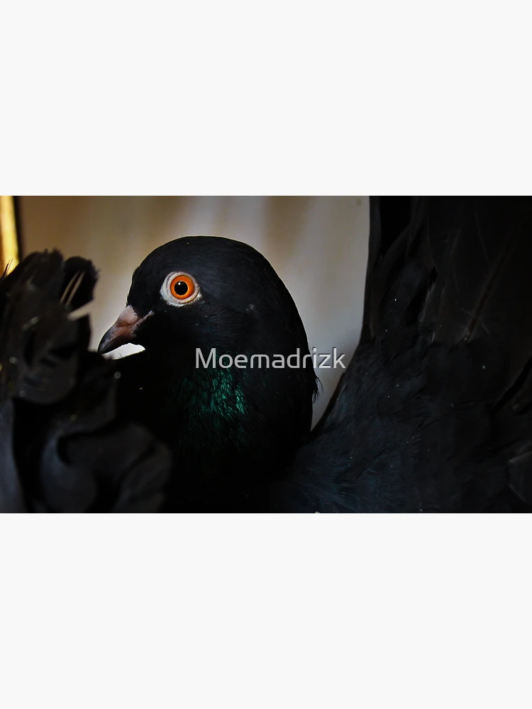Black Pigeon, Orange eyes