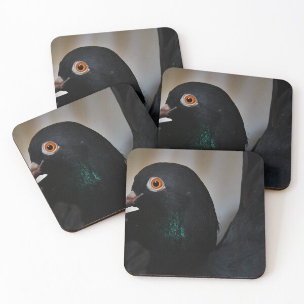 Item preview, Black Pigeon, Orange eyes designed and sold by Moemadrizk.