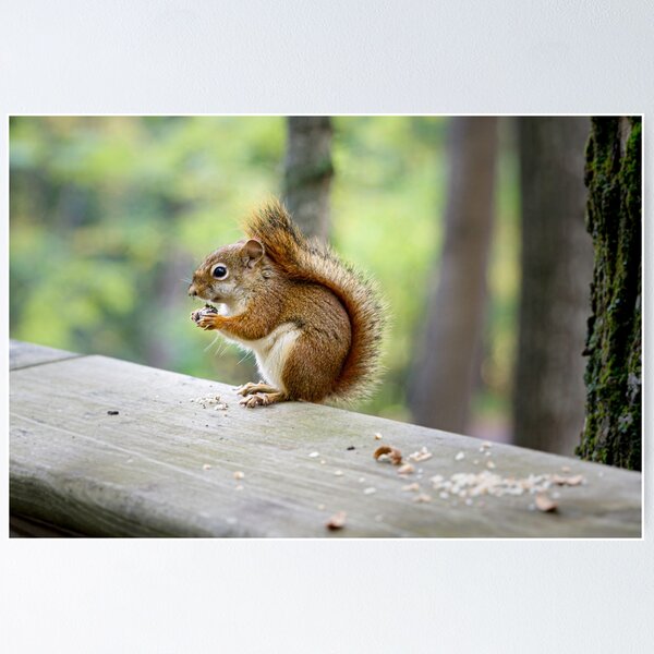 Item preview, Snacking designed and sold by YelloCoyote Photography.